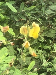 Fabaceae