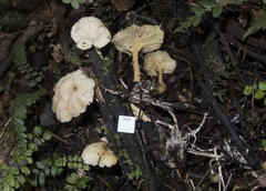 Rhizocybe albida