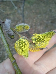 Salix