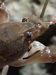 Cambarus tenebrosus