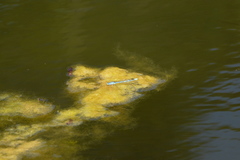 Erythromma lindenii
