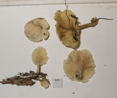 Rhizocybe albida