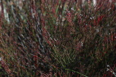 Limonium bocconei
