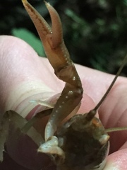 Cambarus tenebrosus