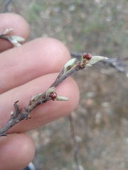 Cotoneaster melanocarpus