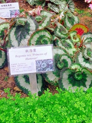 Begonia rex