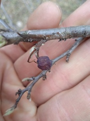Cotoneaster melanocarpus