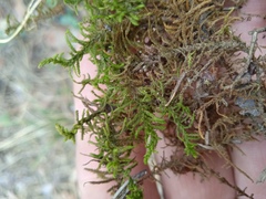 Abietinella abietina