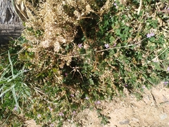 Erodium