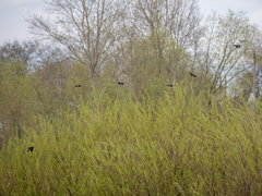 Hirundo rustica