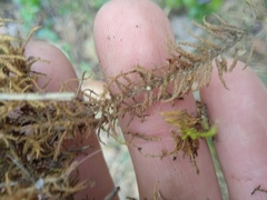 Abietinella abietina