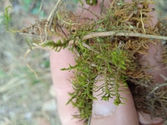 Abietinella abietina