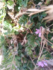 Erodium