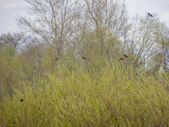 Hirundo rustica