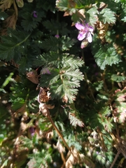Erodium