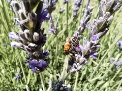 Apis mellifera
