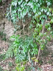 Radermachera sinica