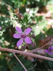 Erodium