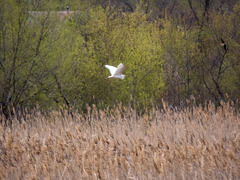 Ardea alba