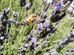 Apis mellifera