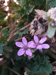 Erodium