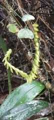 Stelis galeata