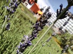 Apis mellifera