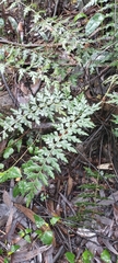 Asplenium aethiopicum