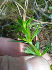 Galium mollugo