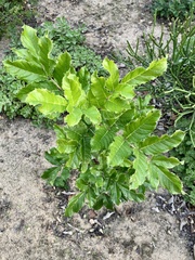 Kigelia africana