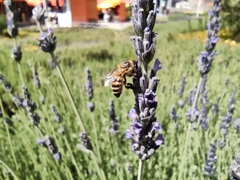 Apis mellifera