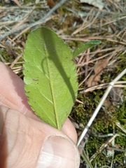 Veronica spicata
