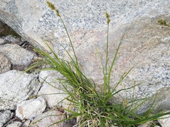 Carex fracta