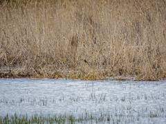 Saxicola rubetra