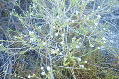 Phylica humilis