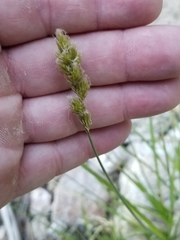 Carex fracta