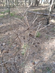 Chamaecytisus ruthenicus