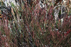 Limonium bocconei