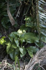 Scadoxus multiflorus katharinae