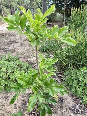 Kigelia africana