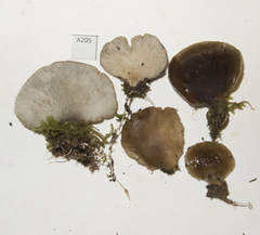 Hohenbuehelia luteola