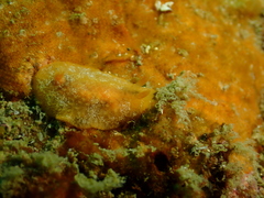Doriopsilla miniata