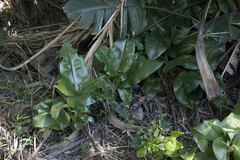Scadoxus multiflorus katharinae