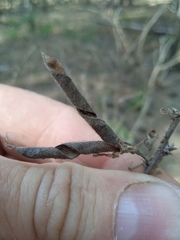Chamaecytisus ruthenicus