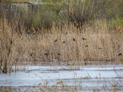 Hirundo rustica