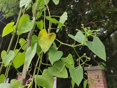 Angiospermae