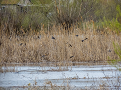 Hirundo rustica