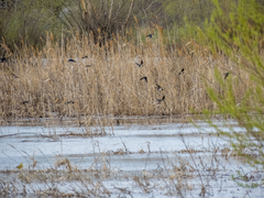 Hirundo rustica