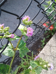 Mirabilis nyctaginea