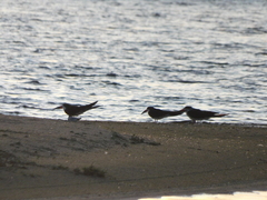 Rynchops niger intercedens